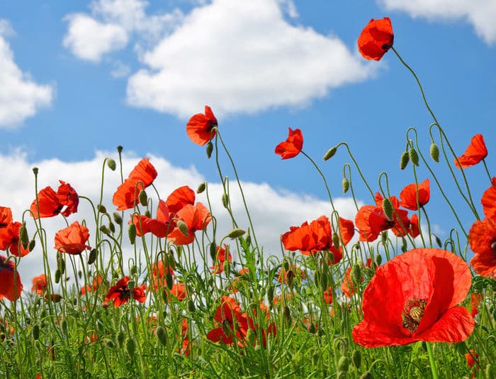 © Can Stock Photo / vencavolrab