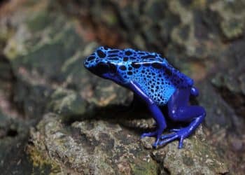 Poison dart frog. (Image: Zachary Spears/Unsplash)